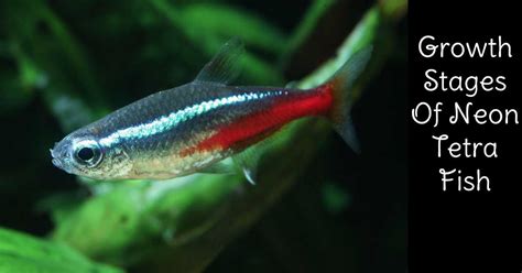 neon tetra fry|neon fish growth chart.